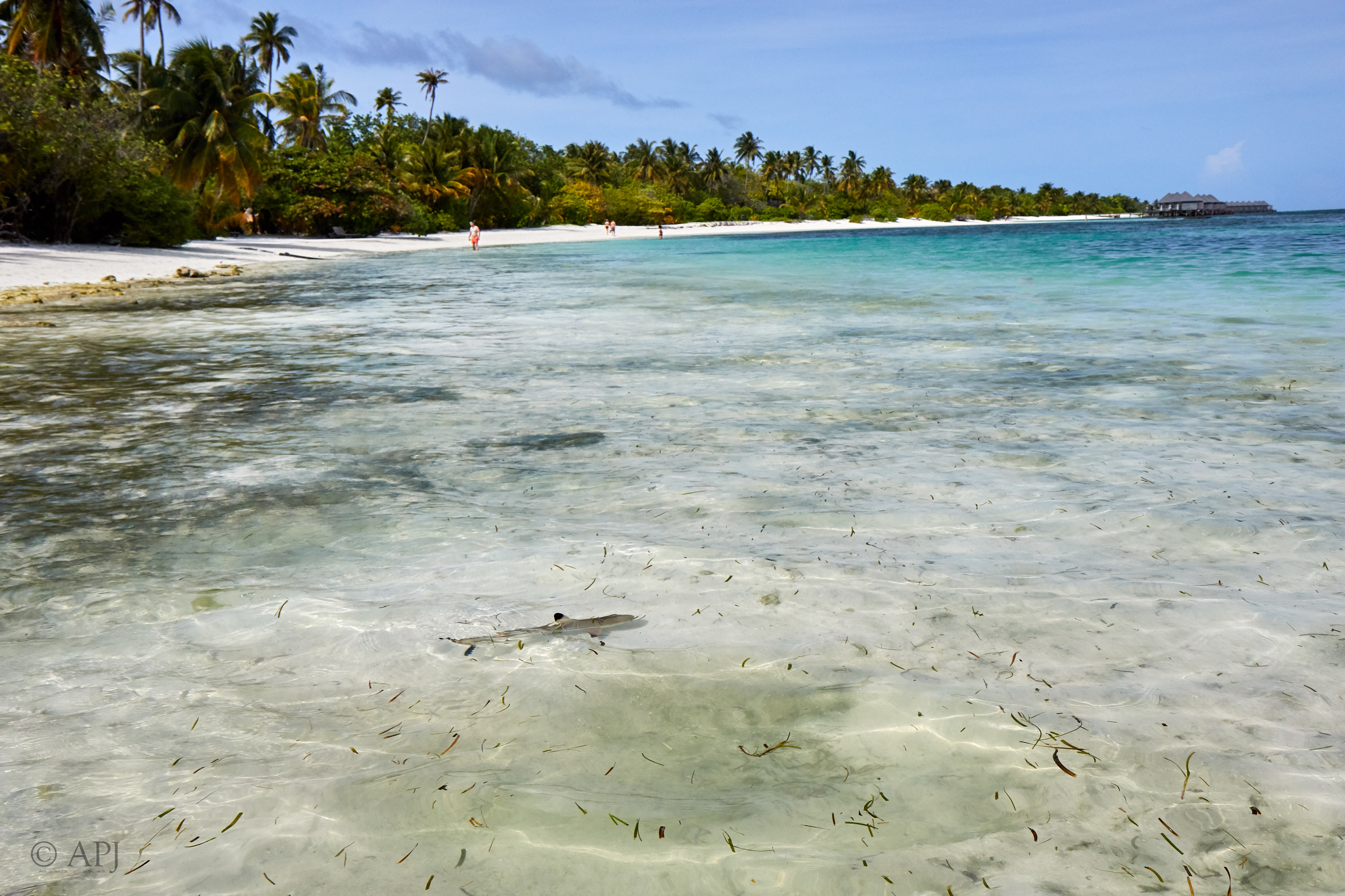 003830 21 08 17  Canon EOS 7D Mark II   Malediven2017